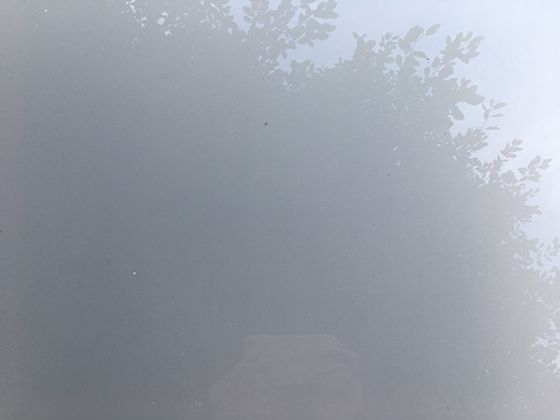 西番莲的攀援生长特性：藤本植物的卷须结构与支撑物选择关系