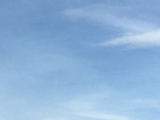 鸟类羽毛的神奇功能：除了飞翔，还能调节体温、防水、交流？