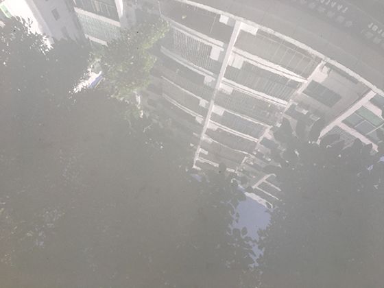 探秘袋熊：澳洲萌兽独特的洞穴建造与社交行为大揭秘